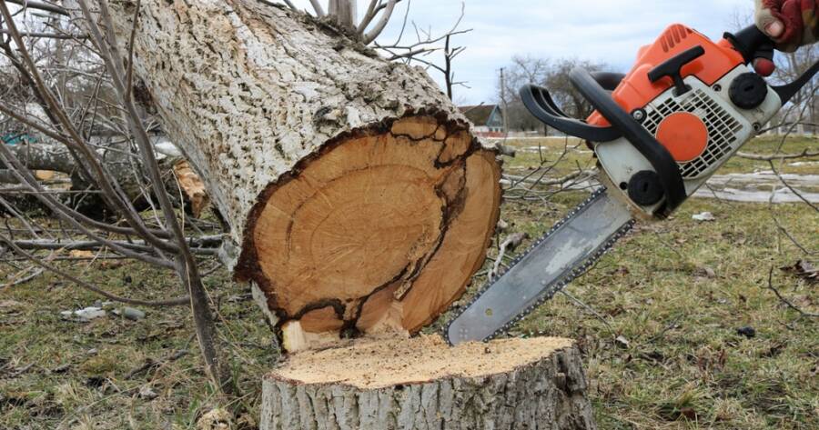 What’s The Average Price to Cut Down a Tree in the US?